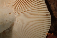 Russula crustosa