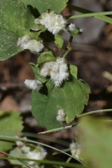 Blaesodiplosis