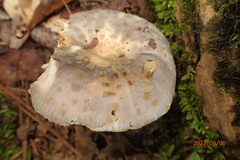 Russula crustosa