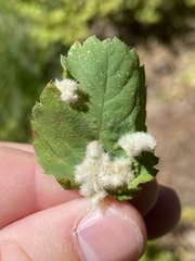 Blaesodiplosis