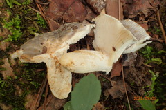Russula crustosa