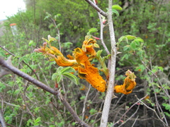 Phragmidium mucronatum