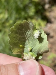 Blaesodiplosis