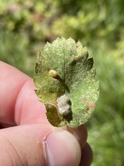 Blaesodiplosis