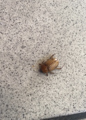 Scarabaeidae