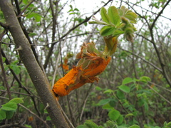 Phragmidium mucronatum