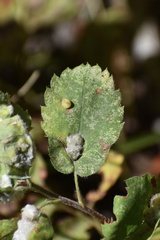 Blaesodiplosis