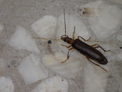 Nacerdes carniolica