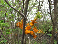Phragmidium mucronatum