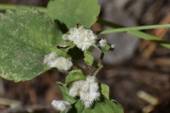 Blaesodiplosis