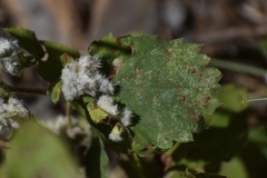 Blaesodiplosis