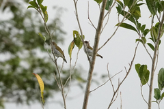 Zosterops mysorensis