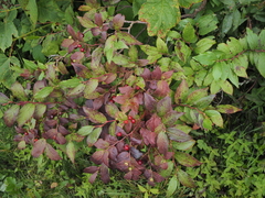 Vaccinium erythrocarpum