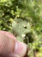 Blaesodiplosis