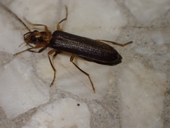 Nacerdes carniolica