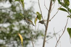 Zosterops mysorensis