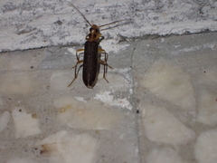 Nacerdes carniolica