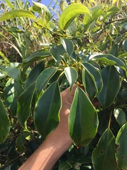 Trochodendron aralioides