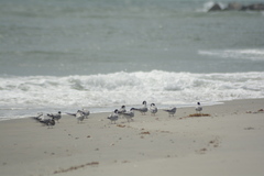 Sterna hirundo