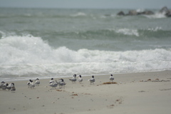 Sterna hirundo