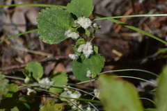 Blaesodiplosis