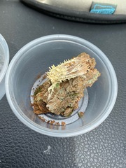 Akanthomyces tuberculatus