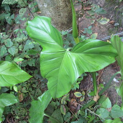 Philodendron
