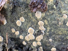 Semibalanus balanoides