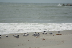 Sterna hirundo