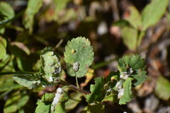 Blaesodiplosis
