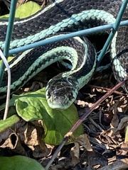 Thamnophis ordinoides