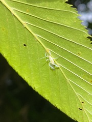 Euceraphis