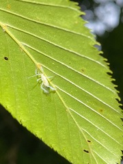 Euceraphis