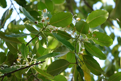 Calophyllum inophyllum