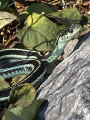 Thamnophis ordinoides