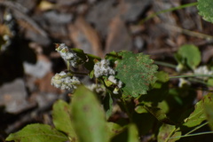 Blaesodiplosis