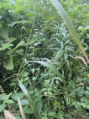Elymus riparius