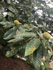 Castanea