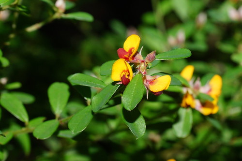Pultenaea millarii observed 2018-08-04