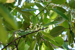 Calophyllum inophyllum