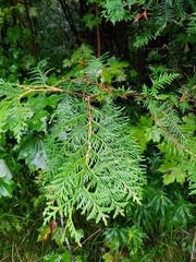 Thuja occidentalis