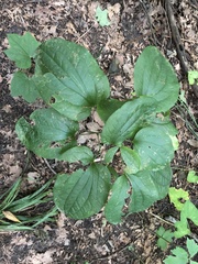 Smilax ecirrhata