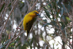 Ploceus capensis