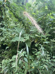 Elymus riparius