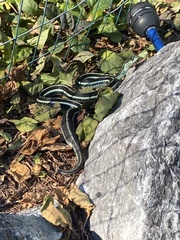 Thamnophis ordinoides