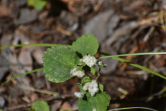 Blaesodiplosis