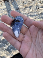 Mytilus edulis
