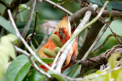 Cardiodactylus novaeguineae