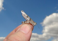 Sphingonotus caerulans