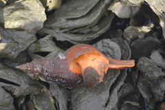 Triplofusus giganteus